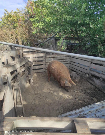 predam-durok-mangalica-big-1