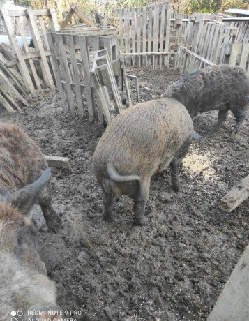 predam-durok-mangalica-big-2