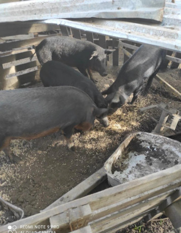 predam-durok-mangalica-big-3