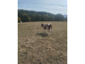 byky-jalovice-small-0