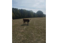 byky-jalovice-small-4