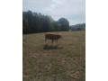 byky-jalovice-small-3