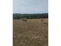 byky-jalovice-small-1