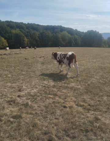 byky-jalovice-big-0