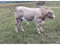 bycek-small-0