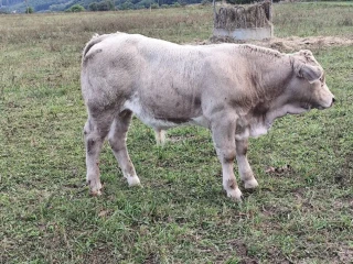 bycek