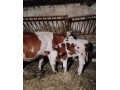 predam-kravu-s-byckami-ss-small-2