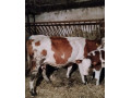 predam-kravu-s-byckami-ss-small-1