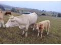 predam-kravutela-small-0