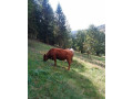 predam-jalovicu-small-1