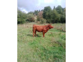 predam-jalovicu-small-0