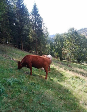 predam-jalovicu-big-1