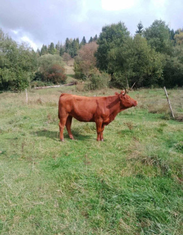 predam-jalovicu-big-0