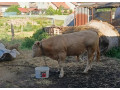 predam-byka-small-0
