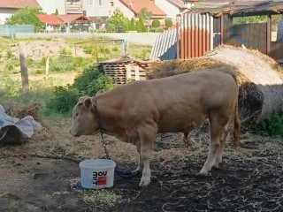 predam-byka