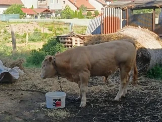 predam-byka