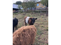 galloway-byk-small-1