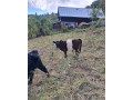 galloway-byk-small-0