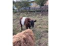 galloway-byk-small-2