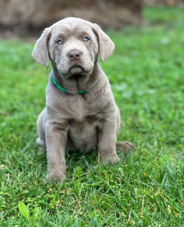 steniatka-labradora-na-predaj-big-0