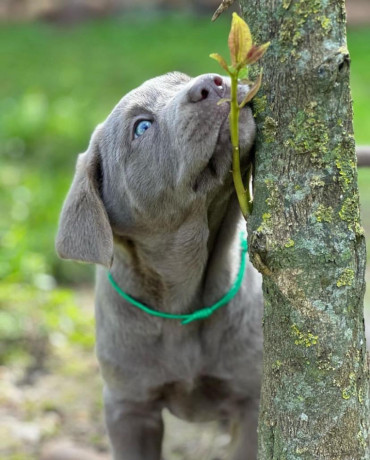 steniatka-labradora-na-predaj-big-1