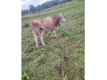 slovenske-strakate-small-1