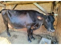 predam-telnu-dojnicu-a2-small-1