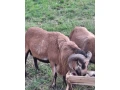 kamerunsky-baran-small-0