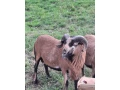 kamerunsky-baran-small-1
