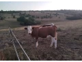 jersey-jalovicka-small-0