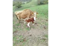 jersey-jalovicka-small-1