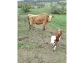 jersey-jalovicka-small-2