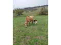 jersey-jalovicka-small-3