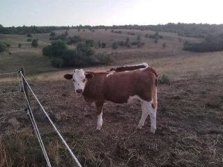 jersey-jalovicka