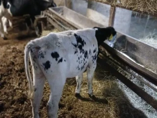 tela
