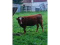 predam-jalovicu-small-0