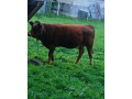 predam-jalovicu-small-1