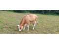 predam-kravu-small-3