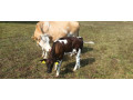 predam-kravu-small-4