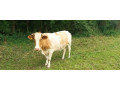 predam-kravu-small-0