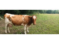 predam-kravu-small-2