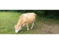 predam-kravu-small-1