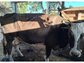 predam-telnu-kravu-5mesacou-0950407431-small-0