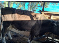 predam-telnu-kravu-5mesacou-0950407431-small-1