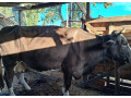 predam-telnu-kravu-5mesacou-0950407431-small-3