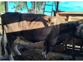 predam-telnu-kravu-5mesacou-0950407431-small-2