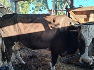 predam-telnu-kravu-5mesacou-0950407431
