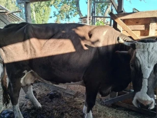 predam-telnu-kravu-5mesacou-0950407431