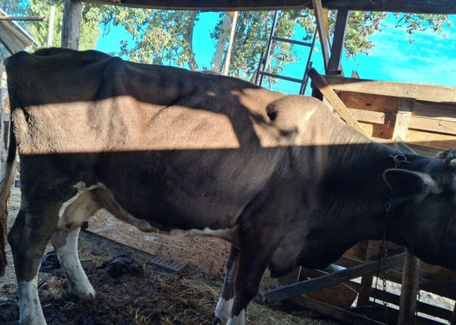 predam-telnu-kravu-5mesacou-0950407431-big-1