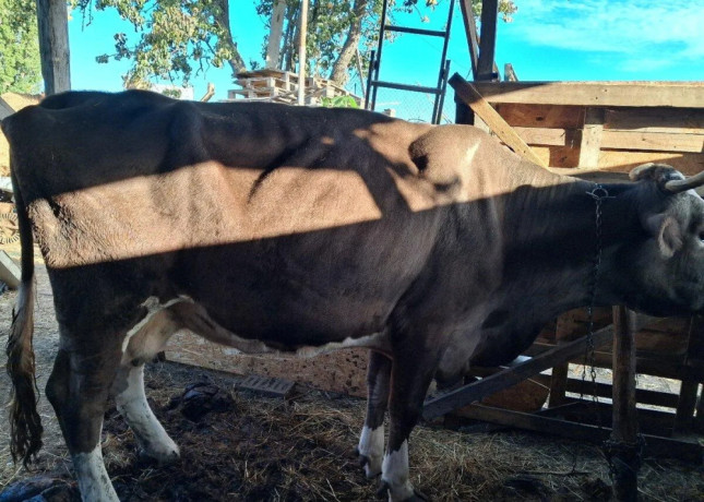 predam-telnu-kravu-5mesacou-0950407431-big-2